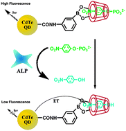 Graphical abstract: Fluorescence detection of alkaline phosphatase activity with β-cyclodextrin-modified quantum dots