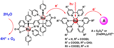 Graphical abstract: Visible light-driven water oxidation catalyzed by a highly efficient dinuclear ruthenium complex
