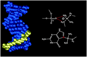 Graphical abstract: Excursions in polynuclear platinum DNA binding
