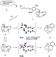 Graphical abstract: Synthesis of bicyclic enediynes that possess a photosensitive triggering device and exhibit strong DNA cleaving activity
