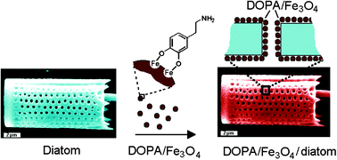 Graphical abstract: Surface functionalisation of diatoms with dopamine modified iron-oxide nanoparticles: toward magnetically guided drug microcarriers with biologically derived morphologies