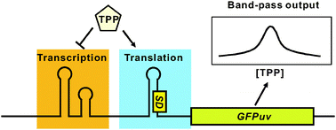 Graphical abstract: A synthetic riboswitch with chemical band-pass response