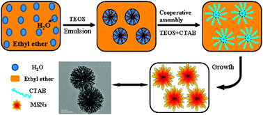Graphical abstract: A facile two step synthesis of novel chrysanthemum-like mesoporous silica nanoparticles for controlled pyrene release