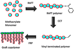 Graphical abstract: High fidelity vinyl terminated polymers by combining RAFT and cobalt catalytic chain transfer (CCT) polymerization methods