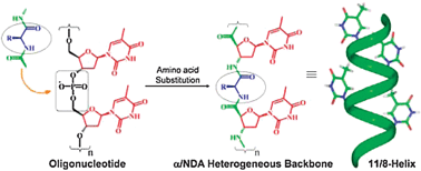 Graphical abstract: Novel helical foldamers: organized heterogeneous backbone folding in 1 : 1 α/nucleoside-derived-β-amino acid sequences