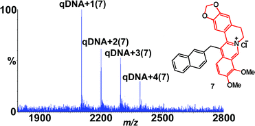 Graphical abstract: A mass spectrometric investigation of novel quadruplex DNA-selective berberine derivatives