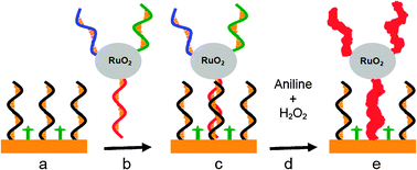 Graphical abstract: A highly sensitive microRNA biosensor based on ruthenium oxide nanoparticle-initiated polymerization of aniline