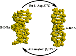 Graphical abstract: Alzheimer's disease amyloid beta converting left-handed Z-DNA back to right-handed B-form