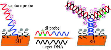 Graphical abstract: Electrochemical genotyping and detection of single-nucleotide polymorphisms based on junction-probe containing 2′-deoxyinosine