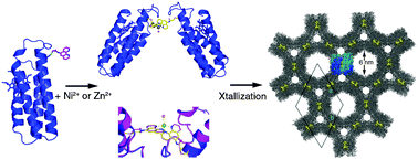 Graphical abstract: Porous protein frameworks with unsaturated metal centers in sterically encumbered coordination sites