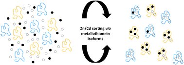 Graphical abstract: Tools for metal ion sorting: in vitro evidence for partitioning of zinc and cadmium in C. elegans metallothionein isoforms