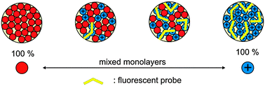 Graphical abstract: Assessment of the morphology of mixed SAMs on Au nanoparticles using a fluorescent probe