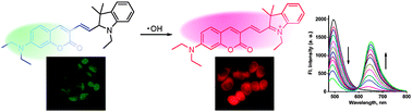 Ratiometric fluorescent detection of intracellular hydroxyl radicals ...