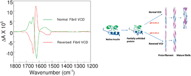 Graphical abstract: Direct observation and pH control of reversed supramolecular chirality in insulin fibrils by vibrational circular dichroism