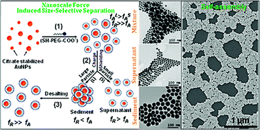 Graphical abstract: Nanoscale force induced size-selective separation and self-assembly of metal nanoparticles: sharp colloidal stability thresholds and hcp ordering