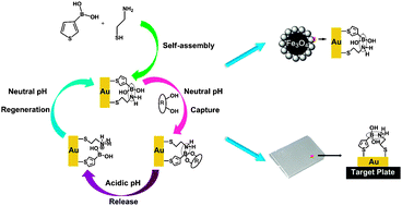 Graphical abstract: A self-assembled molecular team of boronic acids at the gold surface for specific capture of cis-diol biomolecules at neutral pH