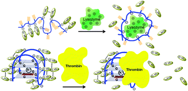 Graphical abstract: Aptamer-induced self-assembly of a NIR-emissive platinum(ii) terpyridyl complex for label- and immobilization-free detection of lysozyme and thrombin