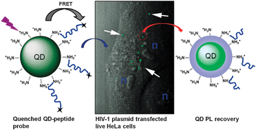 Graphical abstract: Fluorogenic assay and live cell imaging of HIV-1 protease activity using acid-stable quantum dot–peptide complex