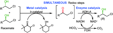 Graphical abstract: Simultaneous iridium catalysed oxidation and enzymatic reduction employing orthogonal reagents
