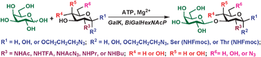 Graphical abstract: Highly efficient chemoenzymatic synthesis of β1–3-linked galactosides