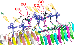 Graphical abstract: Dual modification of a triple-stranded β-helix nanotube with Ru and Re metal complexes to promote photocatalytic reduction of CO2