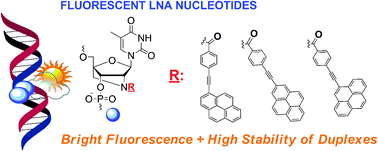 Graphical abstract: Novel interstrand communication systems within DNA duplexes based on 1-, 2- and 4-(phenylethynyl)pyrenes attached to 2′-amino-LNA: high-affinity hybridization and fluorescence sensing