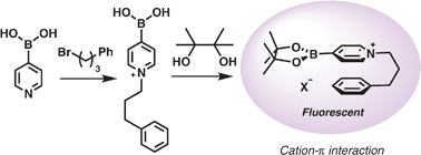 Graphical abstract: Diols and anions can control the formation of an exciplex between a pyridinium boronic acid with an aryl group connected via a propylene linker