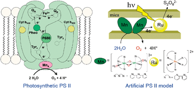 Graphical abstract: An artificial model of photosynthetic photosystem II: visible-light-derived O2 production from water by a di-μ-oxo-bridged manganese dimer as an oxygen evolving center