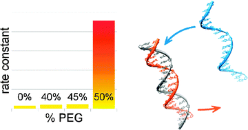 Graphical abstract: DNA strand exchange catalyzed by molecular crowding in PEG solutions