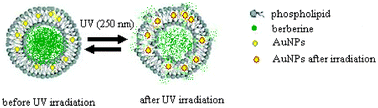 Graphical abstract: Photoinduced drug release from thermosensitive AuNPs-liposome using a AuNPs-switch