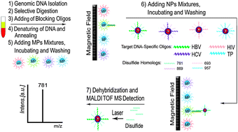 Graphical abstract: Simultaneous detection of attomolar pathogen DNAs by Bio-MassCode mass spectrometry
