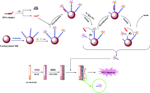 Graphical abstract: DNA cycle amplification device on magnetic microbeads for determination of thrombin based on graphene oxide enhancing signal-on electrochemiluminescence