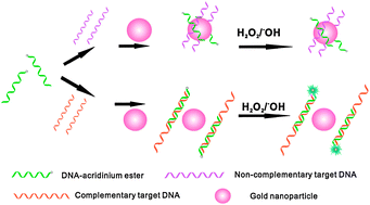 Graphical abstract: Superquenching acridinium ester chemiluminescence by gold nanoparticles for DNA detection