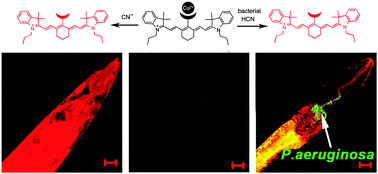 Graphical abstract: A near-infrared fluorescent sensor for detection of cyanide in aqueous solution and its application for bioimaging