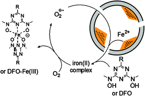 Graphical abstract: Oxygen catalyzed mobilization of iron from ferritin by iron(iii) chelate ligands