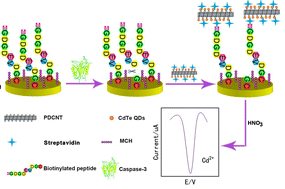 Graphical abstract: Electrochemical sensing for caspase 3 activity and inhibition using quantum dot functionalized carbon nanotube labels