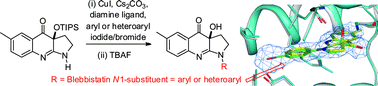 Graphical abstract: Application of the copper catalysed N-arylation of amidines in the synthesis of analogues of the chemical tool, blebbistatin