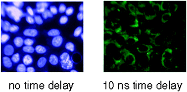 Graphical abstract: The time domain in co-stained cell imaging: time-resolved emission imaging microscopy using a protonatable luminescent iridium complex