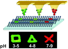 Graphical abstract: Multiplexed arrays of chemosensors by parallel dip-pen nanolithography