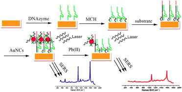 Graphical abstract: A SERS DNAzyme biosensor for lead ion detection
