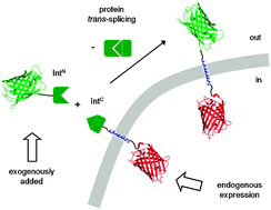 Graphical abstract: Modification of transmembrane and GPI-anchored proteins on living cells by efficient proteintrans-splicing using the Npu DnaE intein
