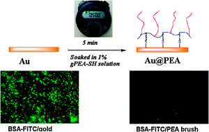 Graphical abstract: Ultrafast generation of thick poly(ether amine) (PEA) brush on a gold surface and its protein resistance
