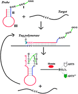 Graphical abstract: Amplification of G-quadruplex DNAzymes using PCR-like temperature cycles for specific nucleic acid and single nucleotide polymorphism detection