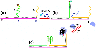 Graphical abstract: A stimuli responsive DNA walking device