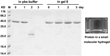 Graphical abstract: Anti-degradation of a recombinant complex protein by incoporation in small molecular hydrogels