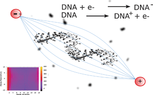 Graphical abstract: Effects of local electric fields on the redox free energy of single stranded DNA