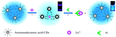 Graphical abstract: Highly selective detection of phosphate in very complicated matrixes with an off–on fluorescent probe of europium-adjusted carbon dots