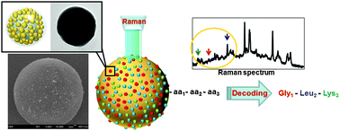 Graphical abstract: Encoding peptide sequences with surface-enhanced Raman spectroscopic nanoparticles