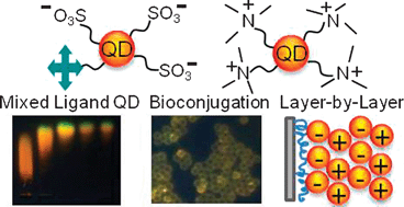 Graphical abstract: Strong polyelectrolyte quantum dot surface for stable bioconjugation and layer-by-layer assembly applications