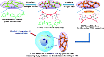Graphical abstract: In situ molecular detection of ischemic cells by enhanced protein direct electron transfer on a unique horseradish peroxidase–Au nanoparticles–polyaniline nanowires biofilm